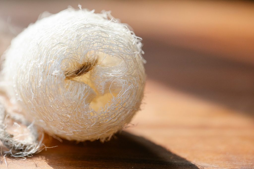 Loofah