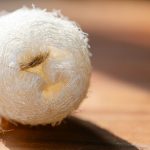 Loofah