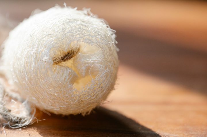 Loofah