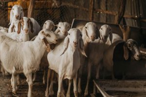 bisnis peternakan kambing