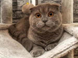 jenis kucing