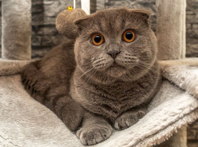 jenis kucing