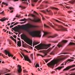 Kenali neuron