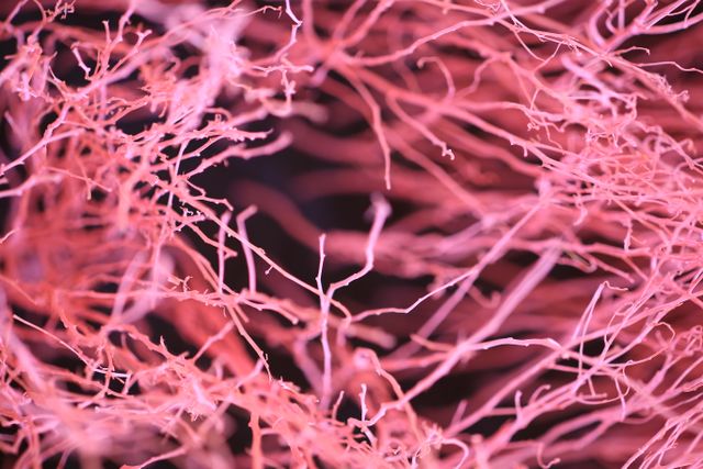 Kenali neuron