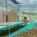 memilih biji kopi