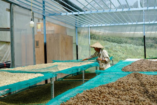 memilih biji kopi