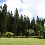 Pohon pinus