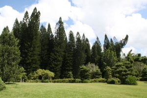 Pohon pinus
