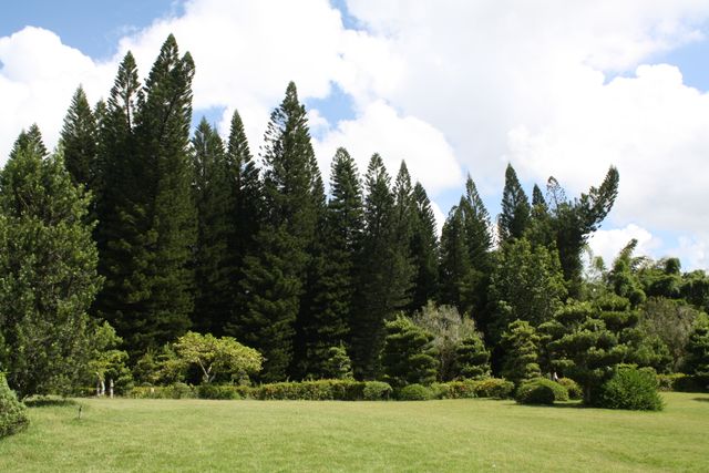 Pohon pinus